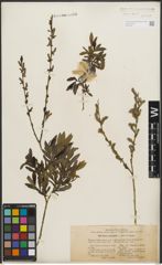 Foto von Salix purpurea L.